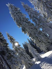 Low angle view of trees against clear sky during winter