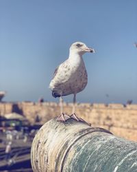 Close-up of seagull perching on wooden post