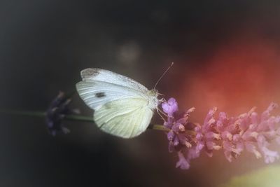 Close-up of butterfly on purple flower