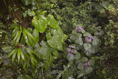 Full frame shot of plant