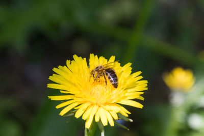 Close-up of bee pollinating on yellow flower