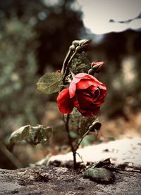 Close-up of red rose on plant