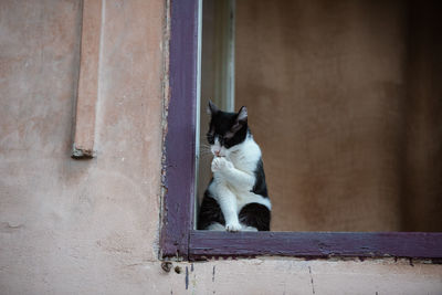 Cat sitting on wall