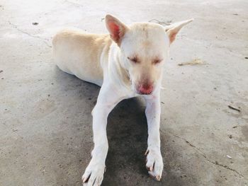 High angle view of puppy standing on floor