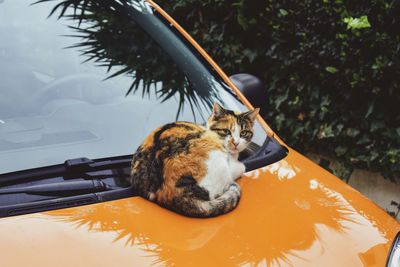 Cats on the car roof