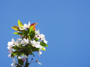 Low angle view of flowering plant against clear blue sky