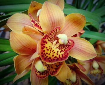 Close-up of day lily blooming outdoors