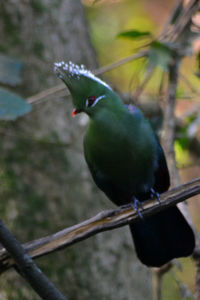 Close-up of bird perching on plant