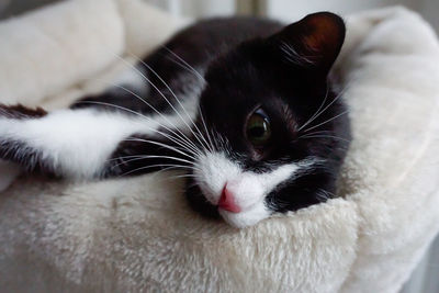 Close-up portrait of cat at home