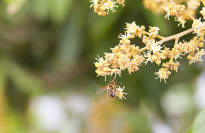 Close-up of white flowering plant