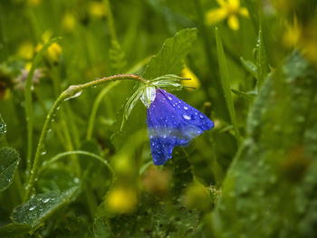 Close-up of wet purple flowering plant