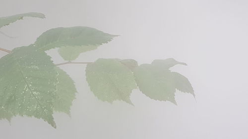 Reflection of leaf on water against clear sky