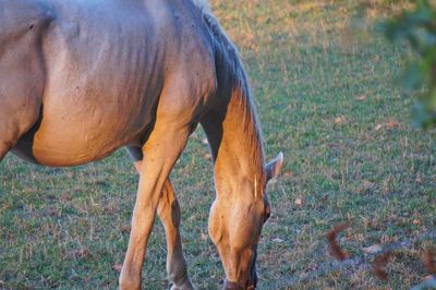 View of horse on field