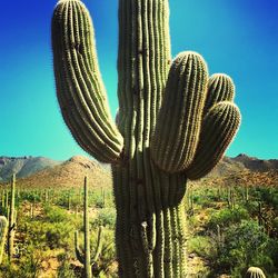 Low angle view of cactus growing on field against sky