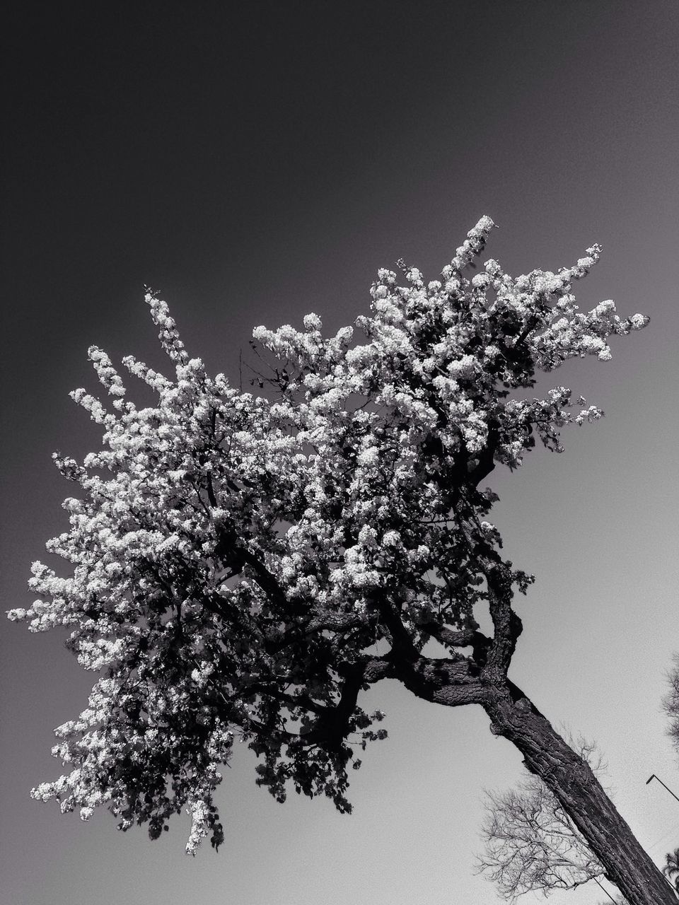 low angle view, clear sky, branch, tree, growth, flower, nature, copy space, beauty in nature, bare tree, sky, no people, outdoors, day, cherry blossom, white color, high section, fragility, twig