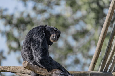 Monkey sitting in a zoo