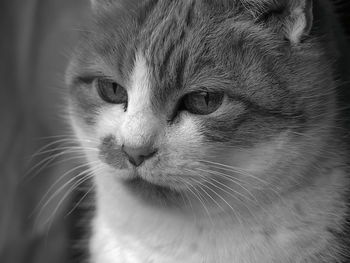 Close-up portrait of a cat