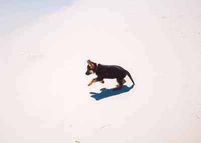 High angle view of a dog on street