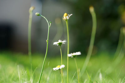 Close-up of flowering plant on land