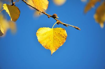 Close-up of yellow leaves against blue sky