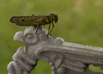 Close-up of insect on statue