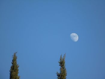 Low angle view of trees against blue sky