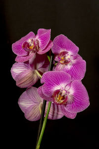 Close-up of pink orchids against black background