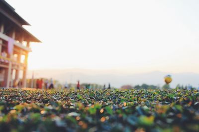 Plants growing on field against clear sky