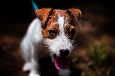 Close-up portrait of dog standing outdoors