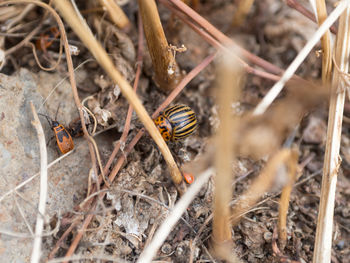 Close-up of insect on field
