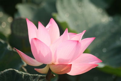 Close-up of pink lotus