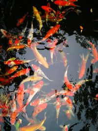 Close-up of koi carps swimming in pond