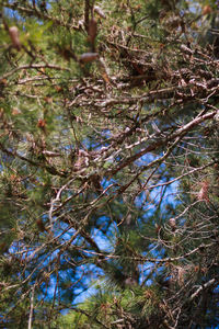 Close-up of tree in forest