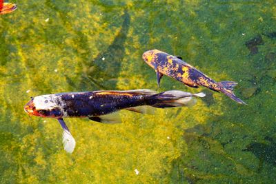 Fish swimming in sea