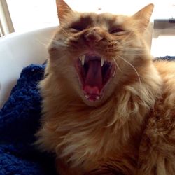 Close-up of cat yawning