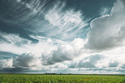 Scenic view of agricultural field against sky