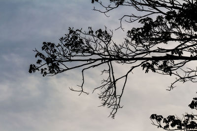 Low angle view of silhouette tree against sky