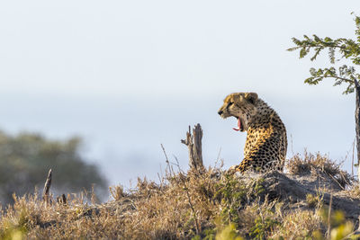 Cheetah relaxing on land