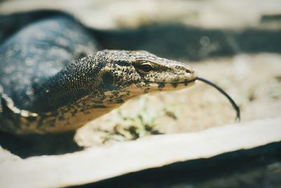 Close-up of lizard