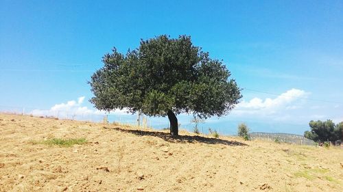 Scenic view of landscape against blue sky