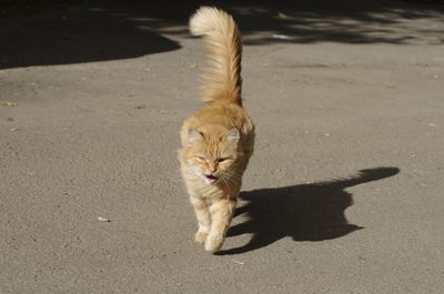 High angle view of cat on floor in city