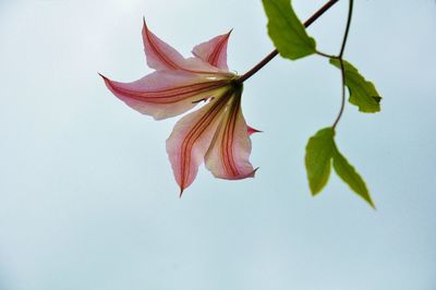 Close-up of red flowering plant