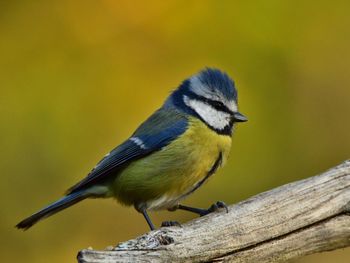 Close-up of bird perching on leaf