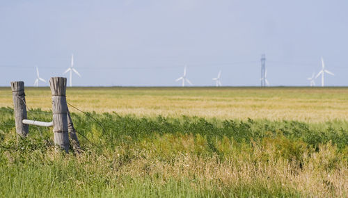 Wind turbines in a field of green grass against blue sky