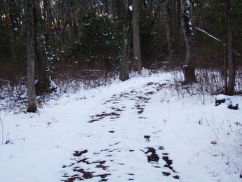 Snow covered trees in forest