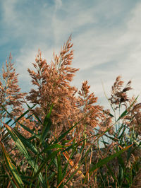 Fluffy golden reeds on turquoise blue sky background. trendy pampas grass  for poster wallpaper . 