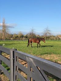 Horse grazing in field against sky