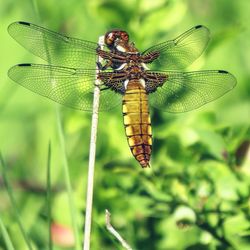 Close-up of dragonfly on leaf