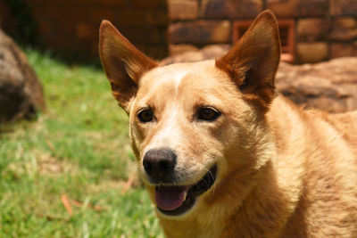 Close-up portrait of dog on field