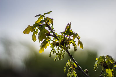 Close-up of flowering plant against sky